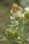 Buckwheat Milkvetch blossoms & foliage detail