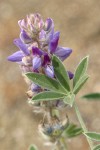 Dry-ground Lupine blossoms & foliage detail