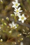 Slender Stitchwort blossoms