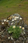 Cut-leaved Daisies on rock point