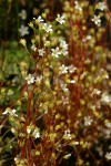 Nuttall's Saxifrage