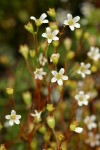 Nuttall's Saxifrage blossoms