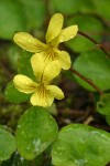 Round-leaved Yellow Violet blossoms & foliage detail