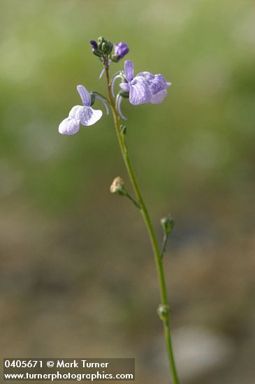 Nuttallanthus canadensis (Linaria canadensis)