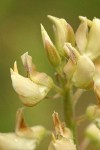 Sickle-keeled Lupine blossoms detail