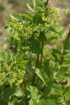 Celery-leaved Lovage blossoms & foliage