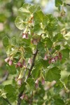 Wax Currant blossoms & foliage detail