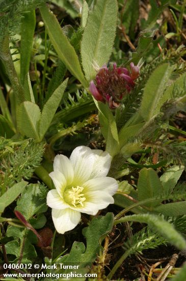 Lewisia nevadensis; Trifolium longipes