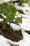Western Trillium surrounded by melting snow