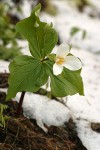 Western Trillium surrounded by melting snow