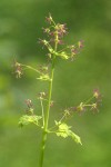 Western Meadowrue (female) blossoms & foliage detail