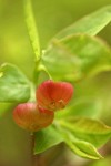 Alaska Huckleberry blossoms & foliage detail