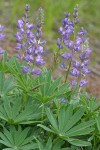 Large-leaved Lupine blossoms & foliage
