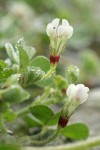 Burrowing Clover blossoms & foliage detail w/ dew