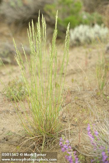 Agropyron spicatum (Pseudoroegneria spicata ssp. spicata)