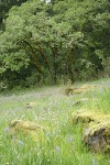 Camas & Rosy Plectritis in meadow on rocky bald w/ Garry Oaks bkgnd