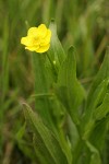 Water Plantain Buttercup blossom & foliage detail