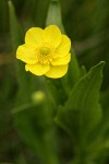 Water Plantain Buttercup blossom detail