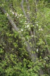 Escaped domestic Apple tree blooming among Nootka Roses