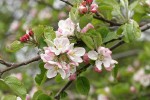 Domestic Apple blossoms & foliage