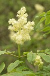 Red Elderberry blossoms & foliage detail