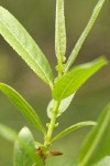 Shining Willow (Pacific Willow) foliage detail