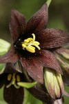 Black Lily blossom extreme detail