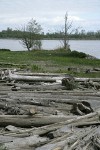 Beach logs at edge of wet meadow along Fraser River