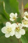 Pacific Crabapple blossoms detail