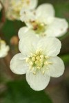 Pacific Crabapple blossom detail
