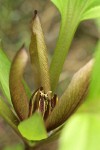 Roundleaf Trillium blossom detail