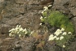 Heartleaf Buckwheat on basalt cliff