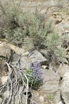Chelan Penstemon among rocks w/ Big Sagebrush
