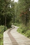 Boardwalk through bog forest w/ Labrador Tea, Shore Pines