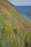 Golden Paintbrush among grasses on steep slope above beach