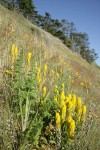 Golden Paintbrush among grasses on steep slope