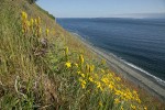 Golden Paintbrush w/ Oregon Sunshine on steep slope above beach
