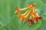 Orange Honeysuckle blossoms
