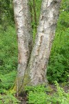 Paper Birch lower trunks