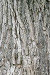 Black Cottonwood bark detail