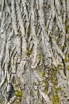 Black Cottonwood bark detail