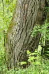 Black Cottonwood lower trunk