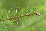 Douglas-fir twig detail