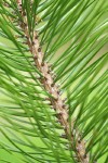 Shore Pine twig & foliage detail