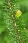 Sitka Spruce twig & needles detail