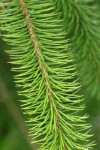 Sitka Spruce twig & needles detail
