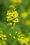 Field Mustard blossoms detail