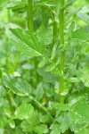 Field Mustard lower cauline leaves detail