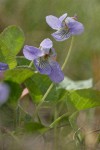 Early Blue Violet blossoms