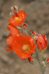 Orange Globe Mallow blossoms detail